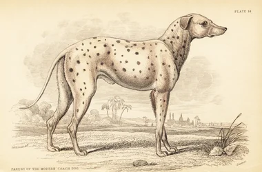 Parent of the modern coach dog, Canis lupus familiaris