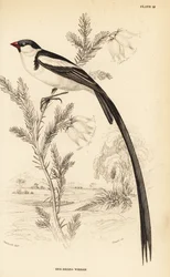 Pin-tailed whydah, Vidua macroura (red-billed whydah, Vidua erythrorhynchus)