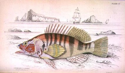 Serbanus Scriba (Island of Baziluzzo), engraved by the artist from 