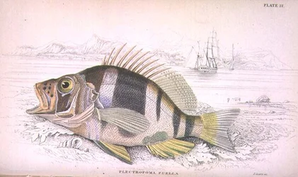 Plate 22 Plectropoma Puella, from 