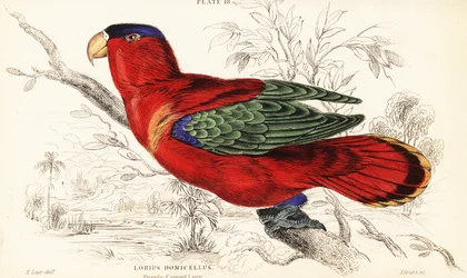 Purple-naped Lory, Lorius domicella