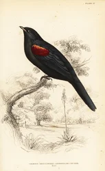 Red-shouldered cuckooshrike, male