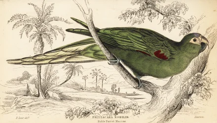 Red-shouldered macaw, Diopsittaca nobilis