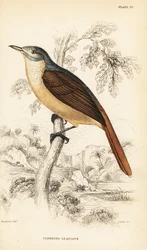 Red-tailed leaflove or climbing leaflove, Phyllastrephus scandens