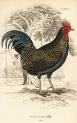 Red junglefowl