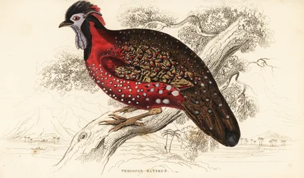 Satyr tragopan or crimson horned pheasant