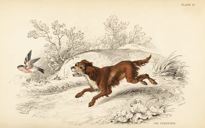 Springer or English springer spaniel, Canis lupus familiaris