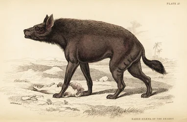 Striped hyena, Hyaena hyaena