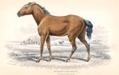 Tarpan
