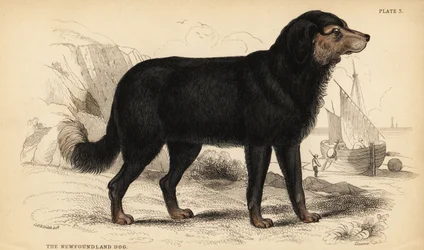 The Newfoundland dog, Canis lupus familiaris
