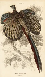 The Great Argus, Argusianus argus