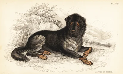 Tibetan mastiff