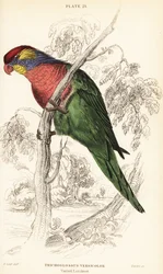 Varied lorikeet, Psitteuteles versicolor