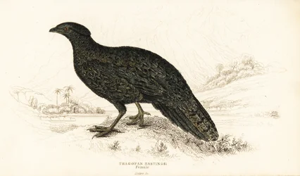 Western tragopan or western horned tragopan, female
