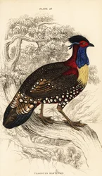 Western tragopan or western horned tragopan, male, Tragopan melanocephalus