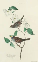 White-throated Sparrow