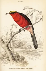 Yellow-crowned gonolek or common gonolek
