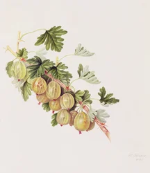Green Gooseberry, 1815
