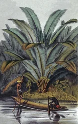 Palm Tree