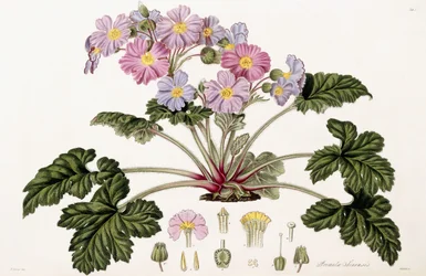 Primula Sinensis