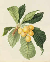 The Loquat
