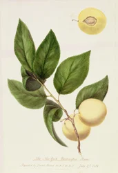 The New York Washington Plum