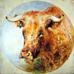 Head of a Longhorn Cow