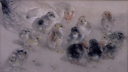 Study of Chickens