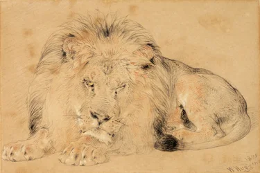 Study of a Lion