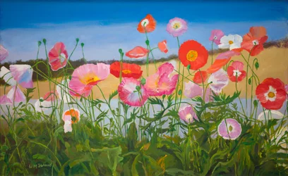 Poppies