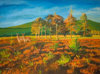 nr. Aviemore, Scotland