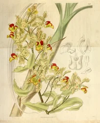 Cyrtopodium Punctatum