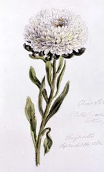 China Aster, painted at Bayswater