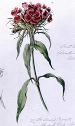 Sweet William, 7th June 1868