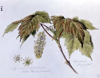 Sycamore, or Great Maple