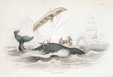 Harpooning a Greenland Whale which has tossed one of the attacking boats, 1837