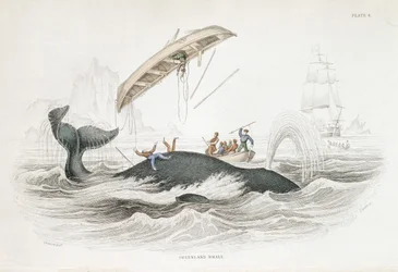 Harpooning a Greenland Whale Which Has Tossed One of the Attacking Boats. From William Jardine The Naturalist