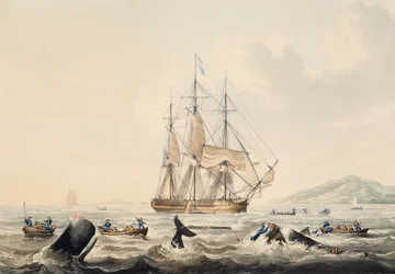 Whaling in South Seas