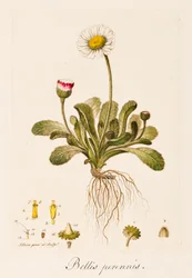 Daisy