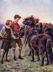Boy and girl feeding Shetland ponies