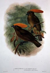 Amblyornis Flavifrons (colour litho)