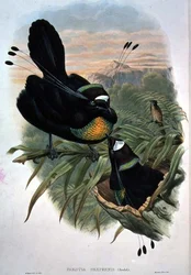 Arfak Six-wired Bird of Paradise