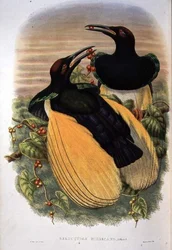 Bird of Paradise: Twelve-wired, Seleucidis Melanoleuca