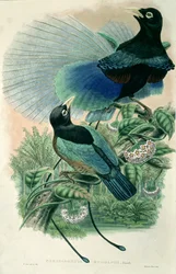 Blue Bird of Paradise