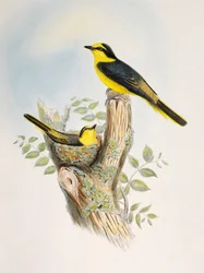 Brown-rumped Minivet (Pericrocotus cantonensis), lithograph from Birds of Asia