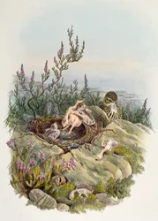 Common Cuckoo, lithograph by William Matthew Hart