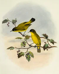 Golden-bellied White-eye (Zosterops uropygialis)