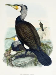Great Cormorant (Phalacrocorax carbo), lithograph from Birds of Great Britain