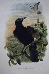 Lucocorax Pyrrhopterus, Paradise or Silky Crow