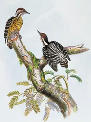 Philippine Pygmy Woodpecker (Dendrocopos maculatus)